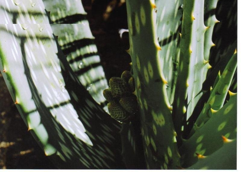 Aloe esculenta