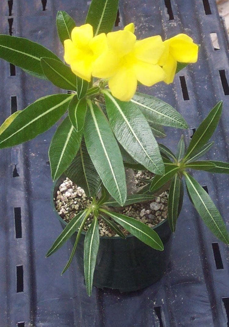 Pachypodium Species, Cactus Pachypodium, Elephants Foot Plant
