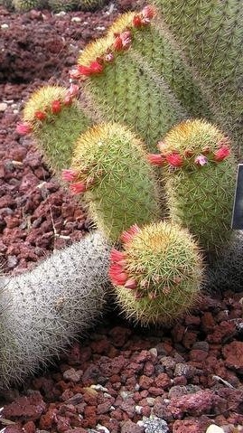 Mammillaria Species
