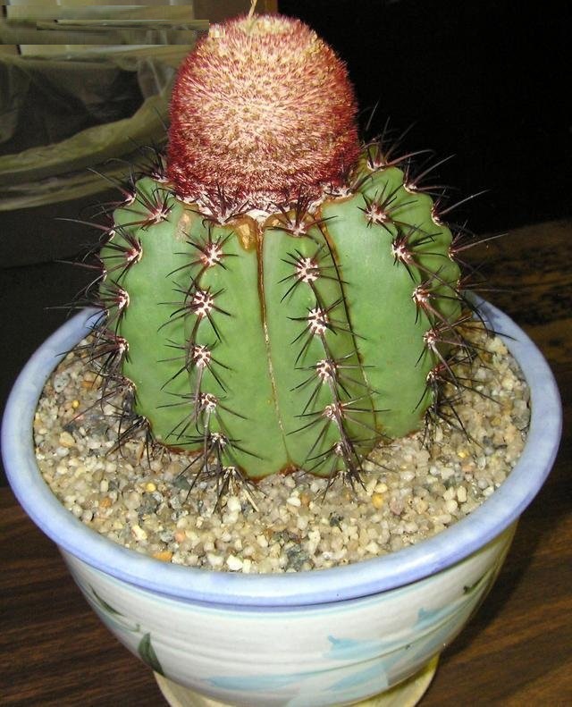 Turks Cap Cactus