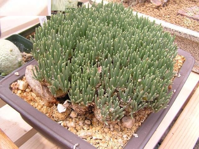 Avonia Species