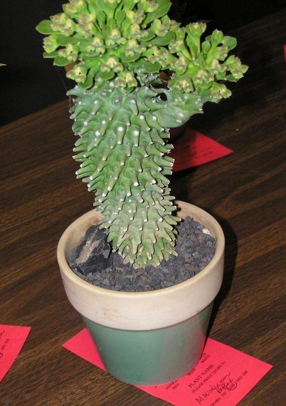 Euphorbia Species, Monadenium