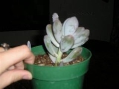 Pachyphytum Species, Moonstones, Pink Moonstone, Sugar Almond Plant