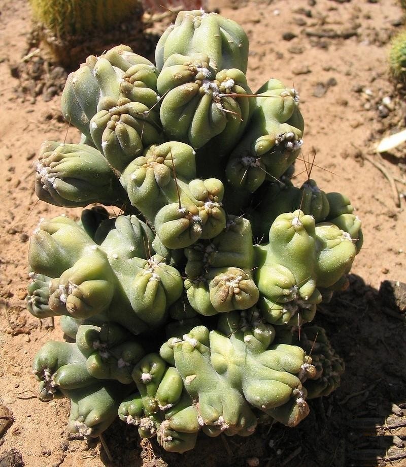 Cereus Ming Thing