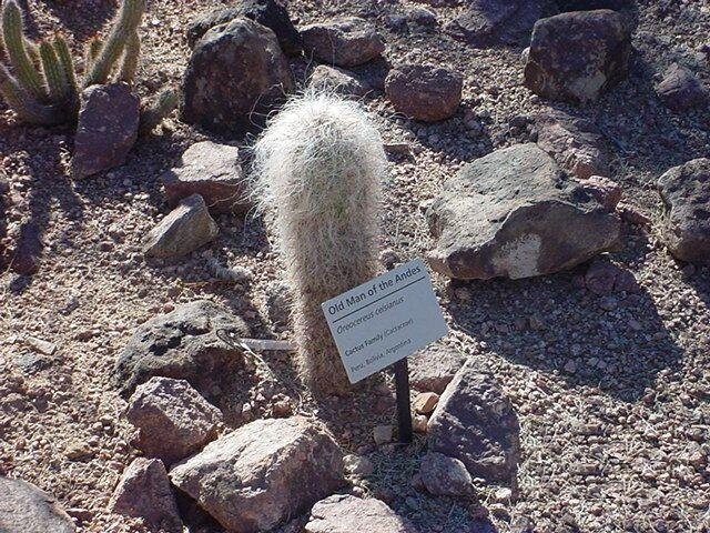 Oreocereus Species, Man of the Andes