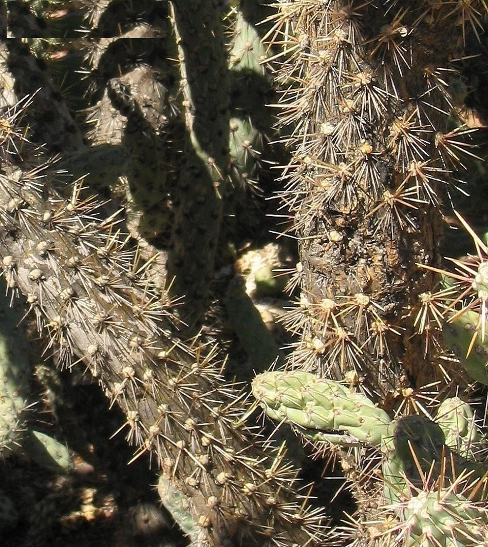 Cylindropuntia Species, Coastal Cholla, Jumping Cholla