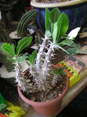 Pachypodium Species, Horombe Clubfoot, Yellow Bell Pachypodium