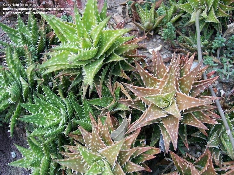 Aloe Minibelle