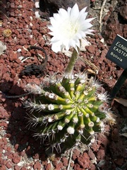 Easter Lily Cactus, Violet Easter Lily Cactus