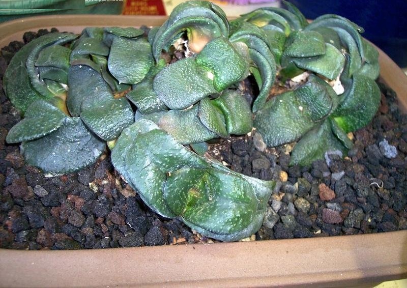 Gasteria Species