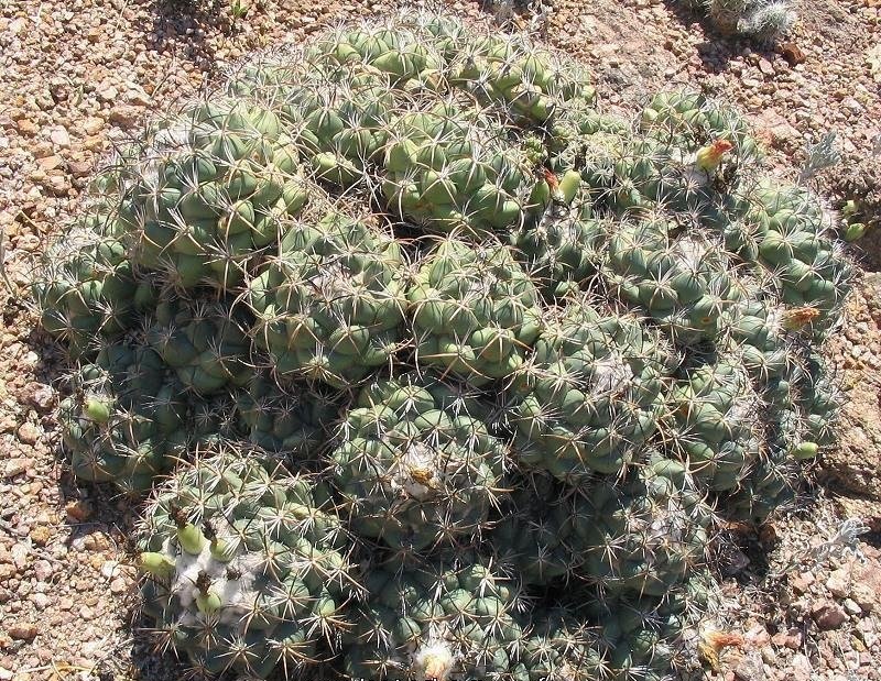 Coryphantha