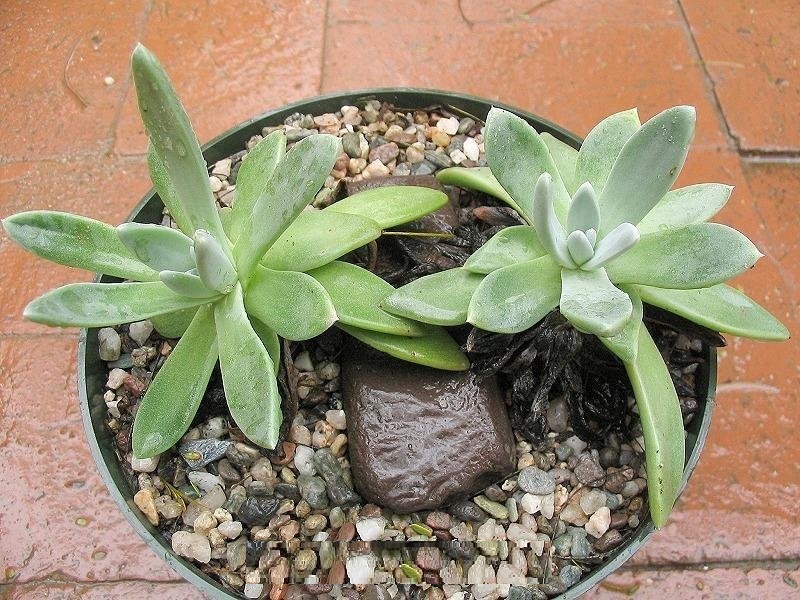 Dudleya Species, Greenes Live-Forever, White Sprite