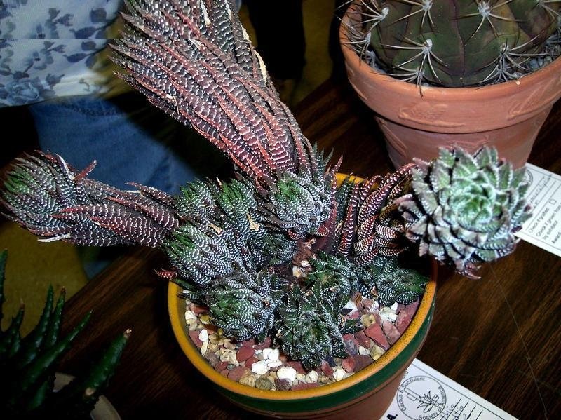 Haworthiopsis Species