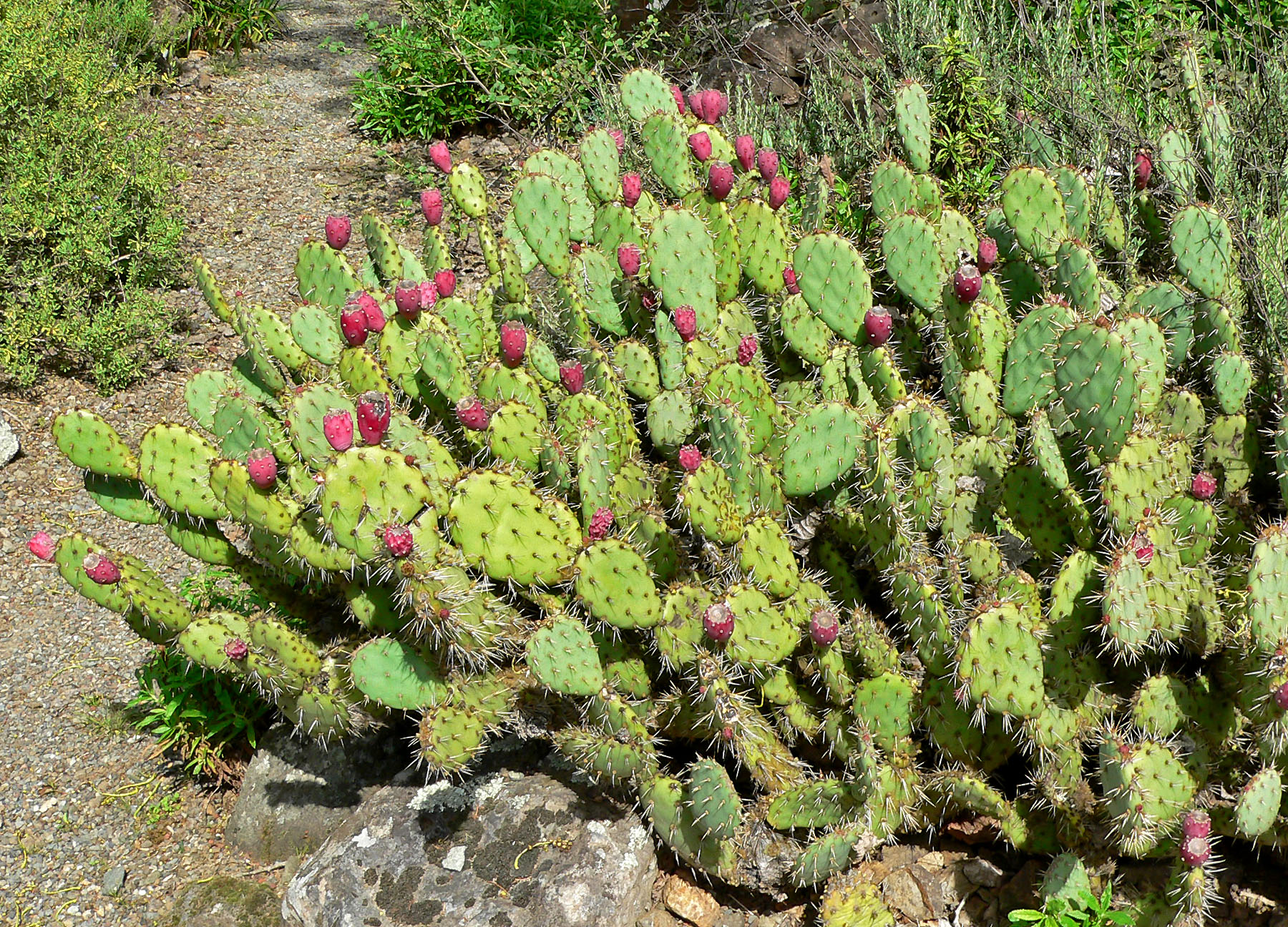 Opuntia hondurensis