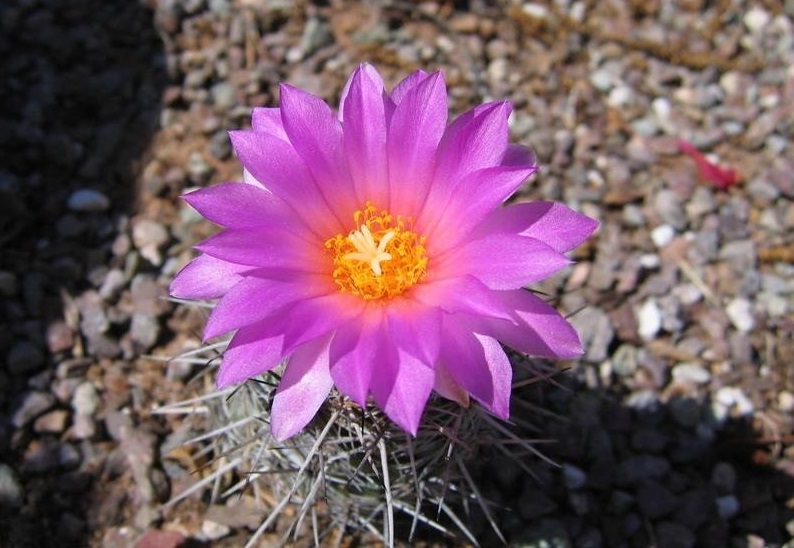 Chihuahuan Beehive, Texas Cone Cactus