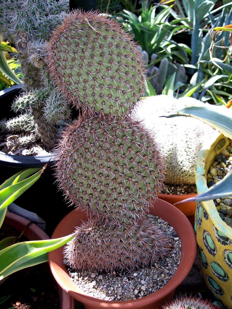 Opuntia pycnantha