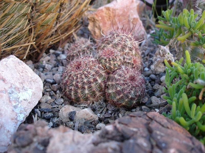 Brown-flowered Hedgehog, Green-flowered Pitaya, Green Hedgehog