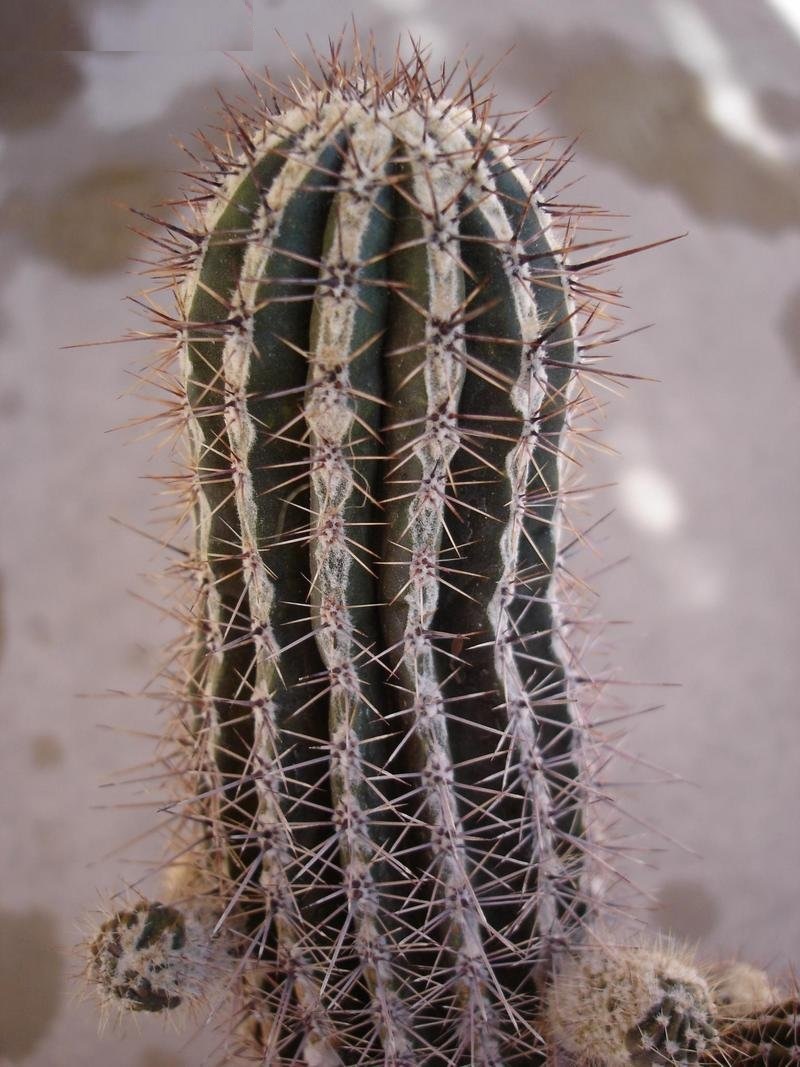 Echinopsis Haku Jo