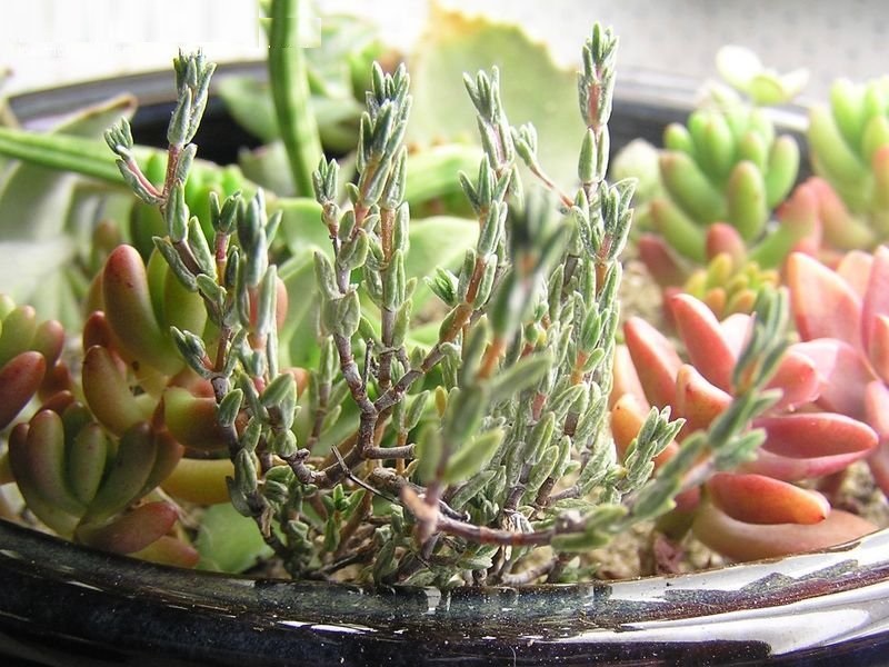 Crassula Species
