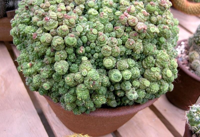 Mammillaria Fred