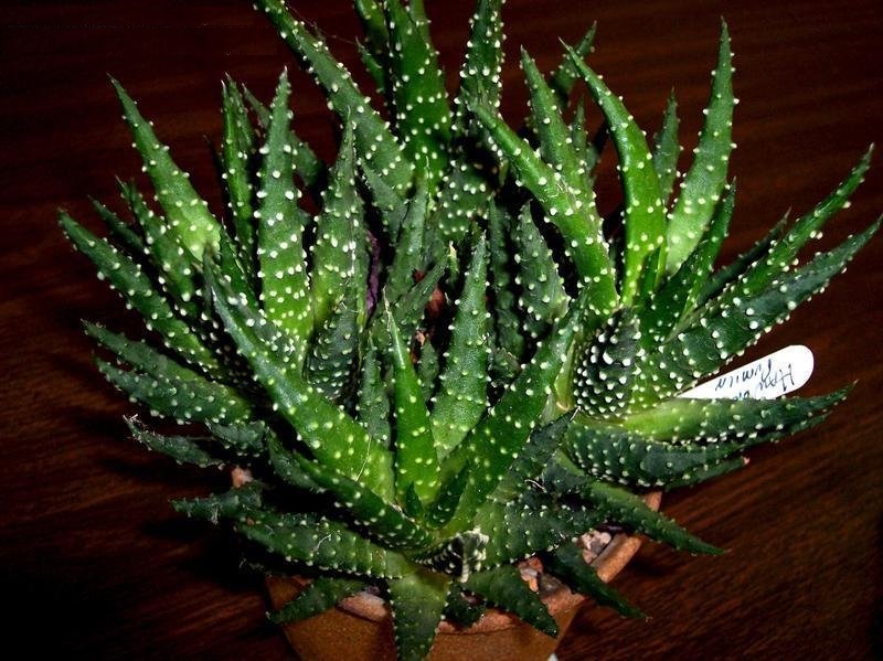 Tulista Species