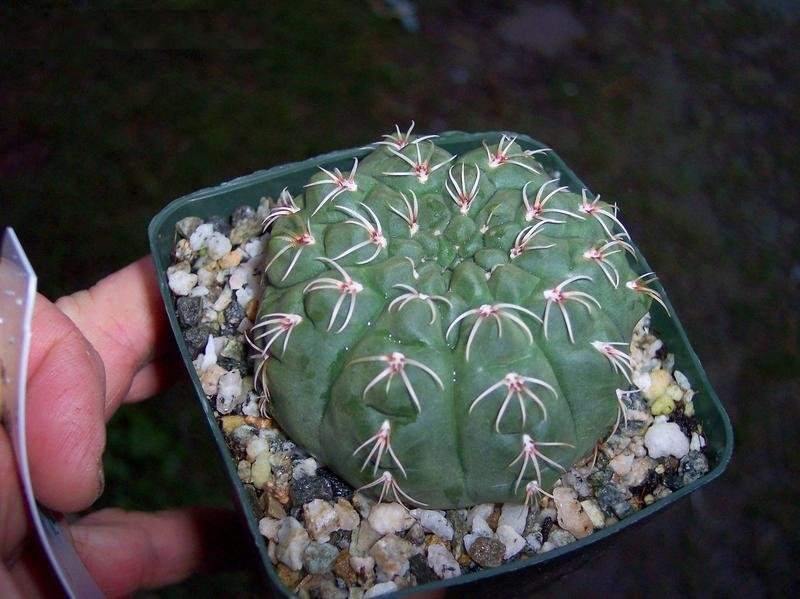Gymnocalycium Species, Dwarf Chin Cactus, Spider-Cactus