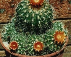 Parodia