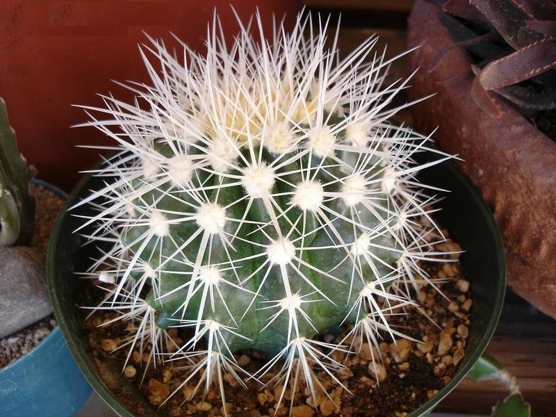 Echinocactus Species