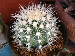 Echinocactus Species
