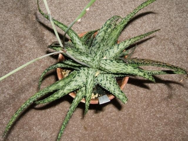Aloe Lizard Lips
