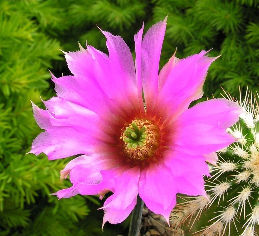 Echinocereus