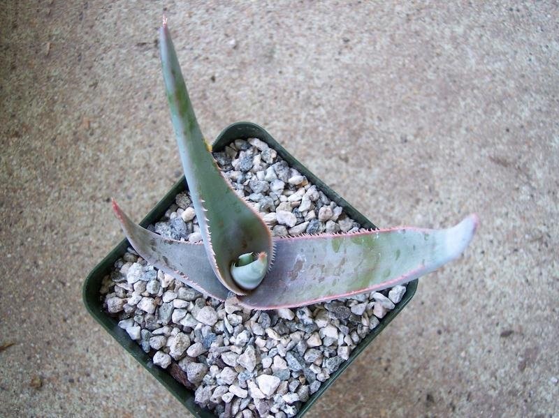 Aloe laeta