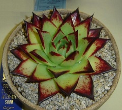 Echeveria 'Ebony'