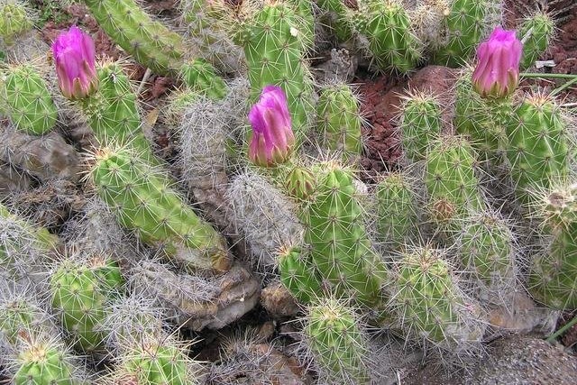 Echinocereus Species