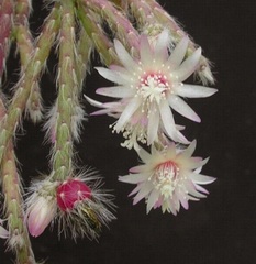 Rhipsalis Species, Hairy-Fruited Wickerware Cactus, Hairy Stemmed Rhipsalis, Mistletoe Cactus