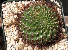 Rebutia Species, Yellow Crown Cactus