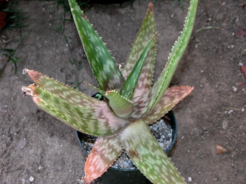 Aloe vogtsii