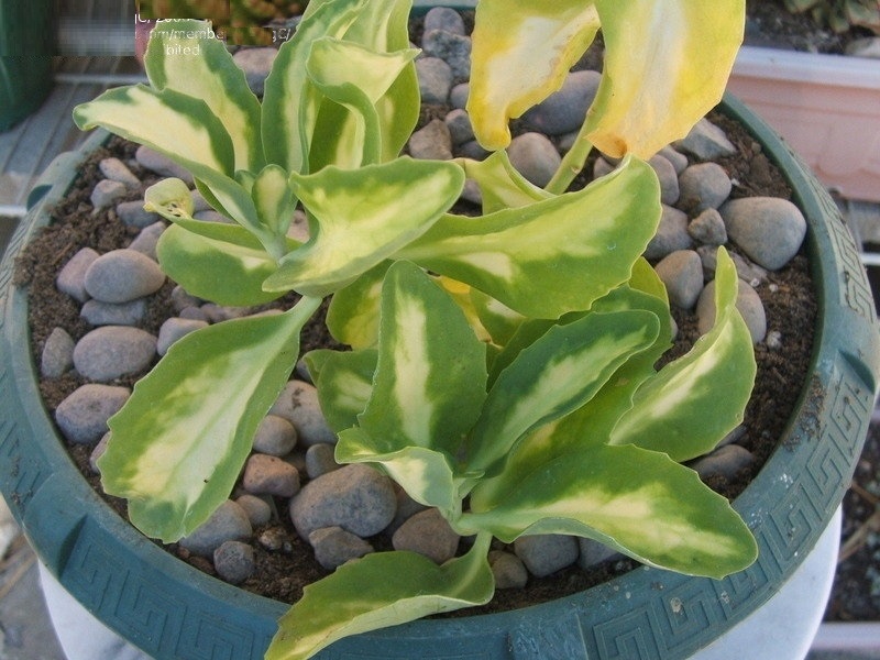 Hylotelephium, Sedum, Variegated Showy Stonecrop Mediovariegatum