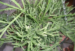 Rhipsalis Species, Mistletoe Cactus