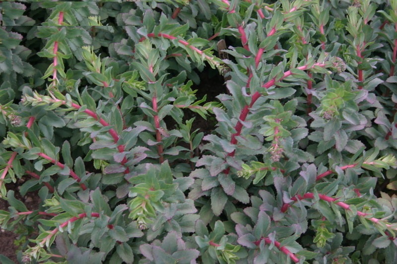 Hylotelephium, Sedum, Showy Stonecrop Red Cauli