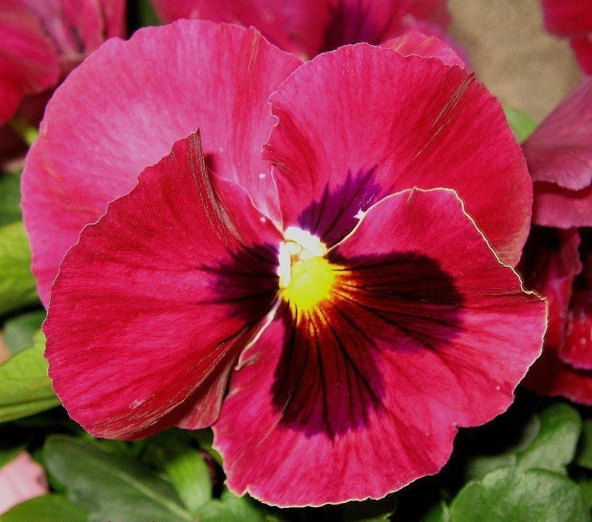 Viola, Garden Pansy, Pansy Majestic Rose