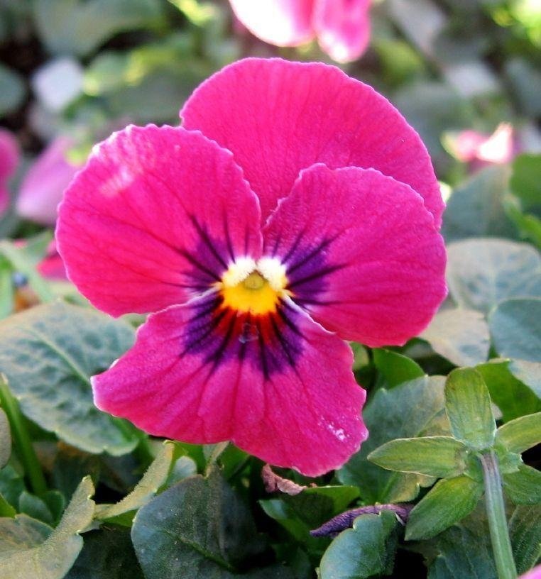 Viola, Garden Pansy, Pansy Gem Rose Blotch