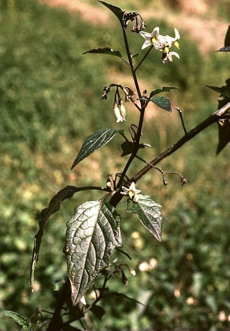 Douglass Nightshade