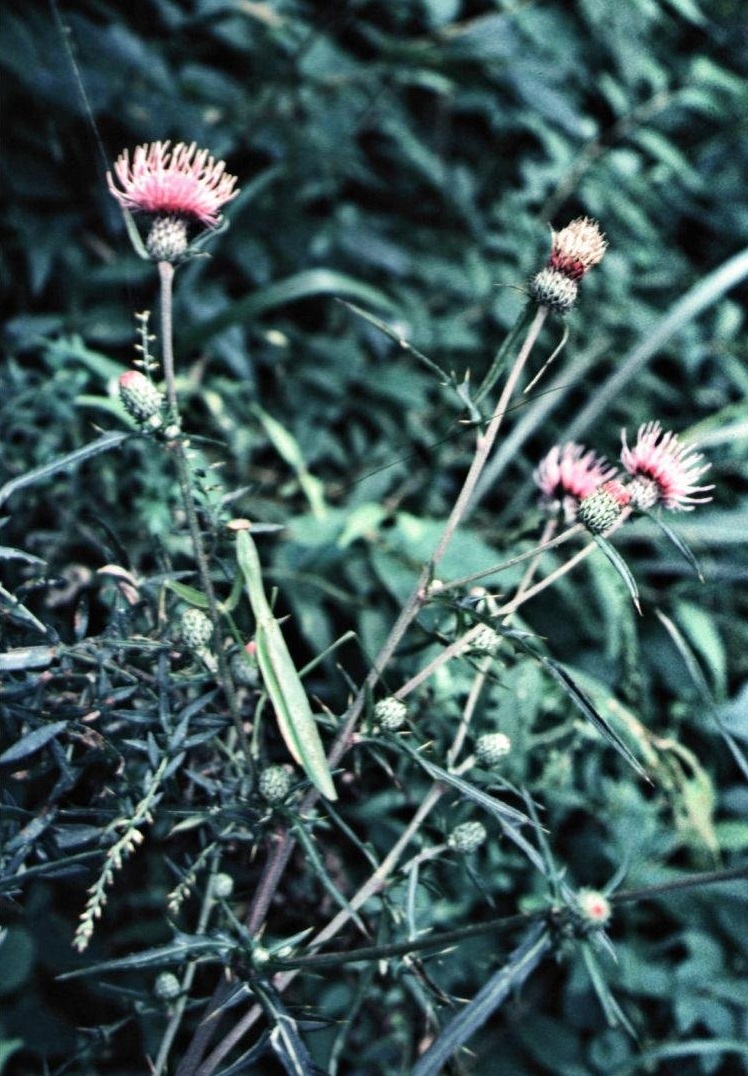 Cirsium Species, Thistle