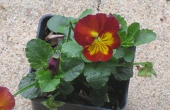 Viola, Garden Pansy, Pansy 'Ultima Impressions Mix'