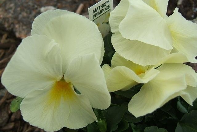 Viola, Garden Pansy, Pansy Matrix Primrose
