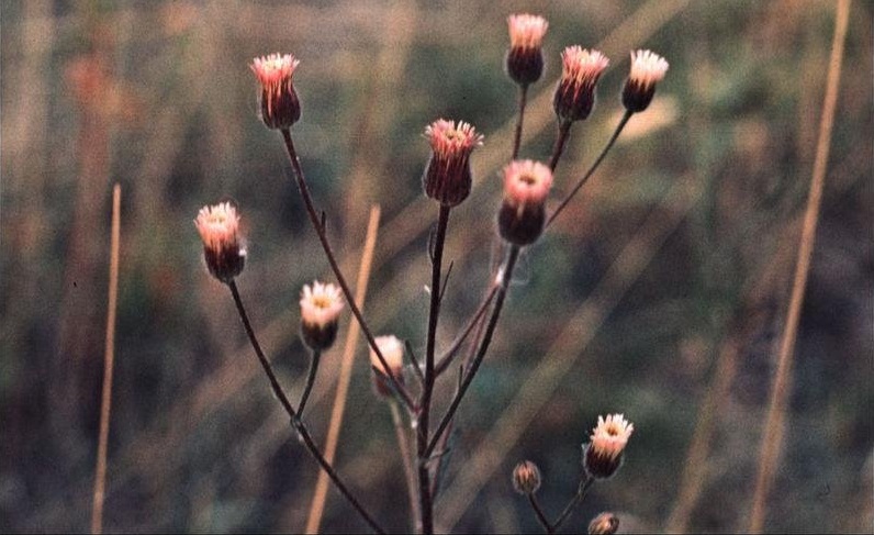 Erigeron Species, Blue Fleabane