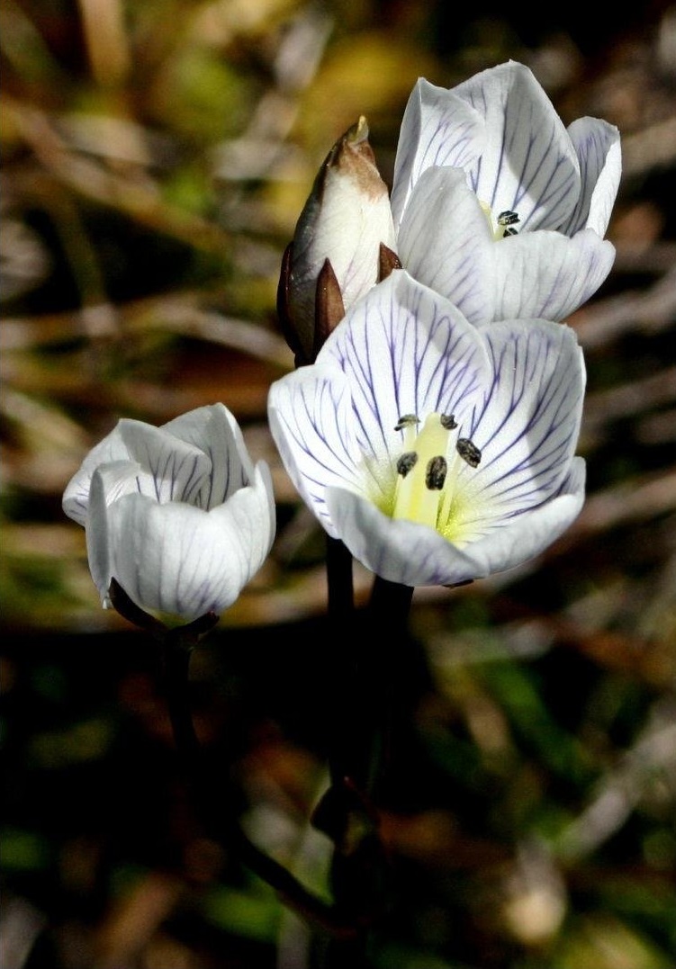 Muellers Snow-gentian