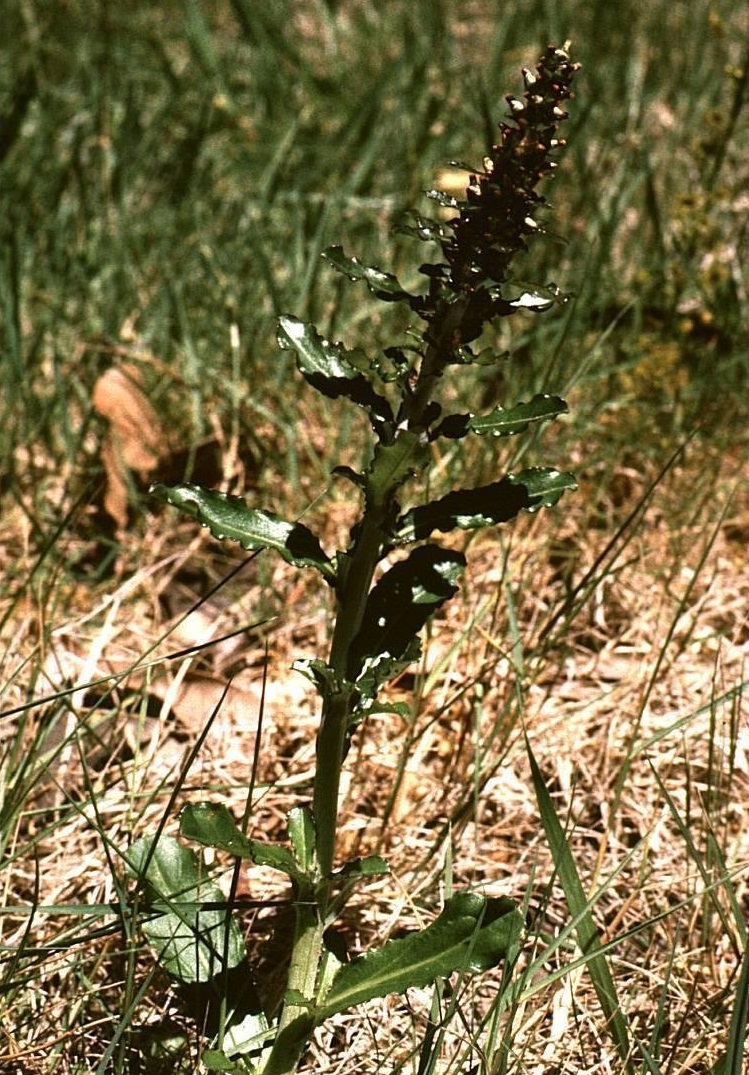 Spoonleaf Purple Everlasting, Purple Cudweed, Spike Cudweed