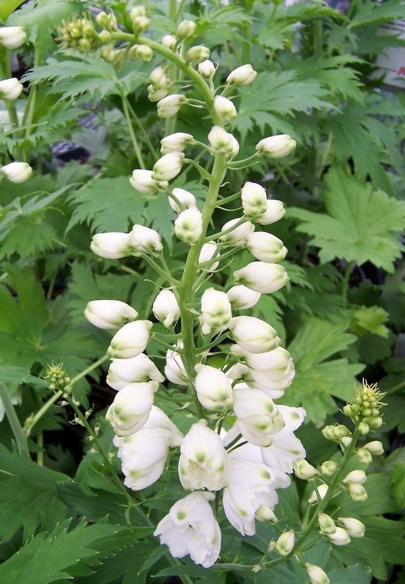 Delphinium, Candle Delphinium, Larkspur Guardian White